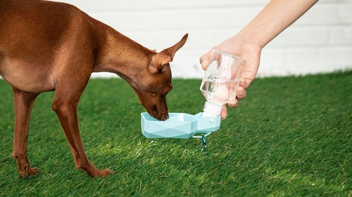 Portable Dog Water Bottle — Leak-Proof Travel Dispenser in Blue, Yellow & Red