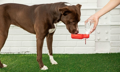 Portable Dog Water Bottle — Leak-Proof Travel Dispenser in Blue, Yellow & Red